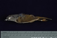 藏品(繡眼畫眉)的圖片